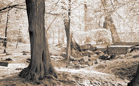 Wald - beständige Kraft (Lebensqualität/Baum-Bruecke-SW.jpg) Wald